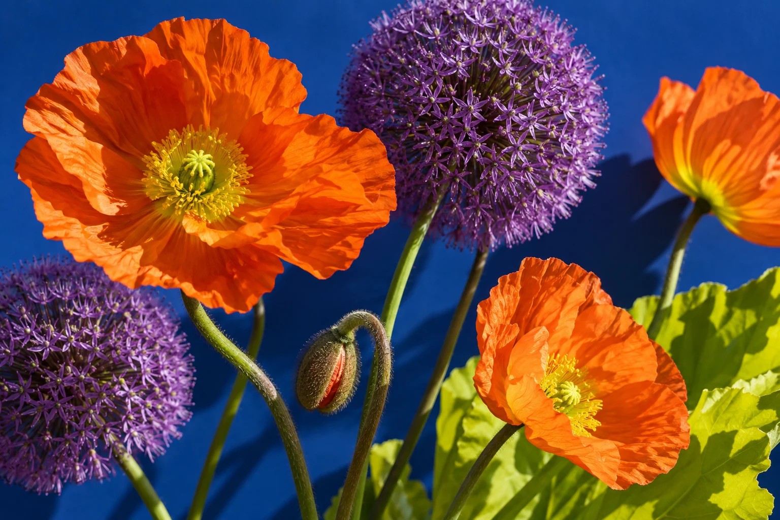 Détail de pavots orange et alliums violets sur fond bleu